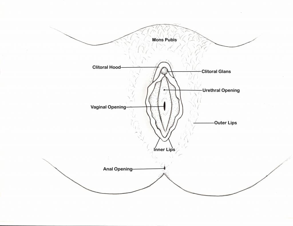vagina anatomy laurie mintz